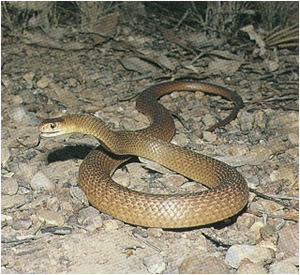 Australian Brown Snake