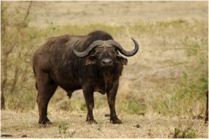Buffalo Attack