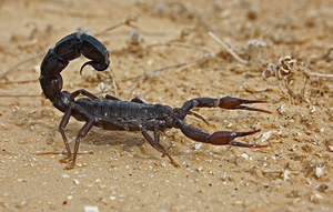A Fat Tailed Scorpion