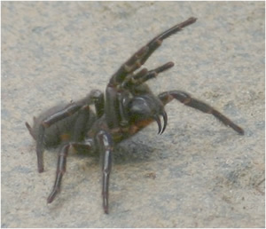 A Funnel Web Spider