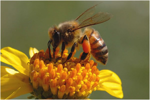 A Honeybee