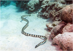 A beaked sea snake